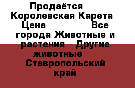Продаётся!     Королевская Карета › Цена ­ 300 000 - Все города Животные и растения » Другие животные   . Ставропольский край